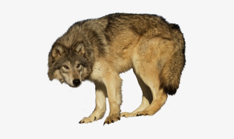 Wa-29 - Wolf Metal Print Wall Art | Lobo, transparent png