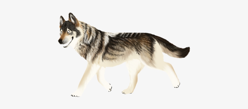 Wolfdye - Miniature Siberian Husky, transparent png