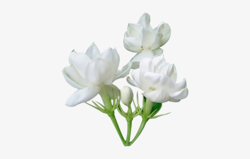 Jasmine Flower Png - Jasmine Png, transparent png