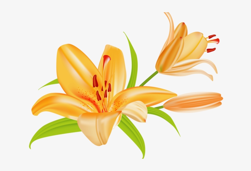 Orange Flower Clipart Single Flower - Lily Clip Art, transparent png