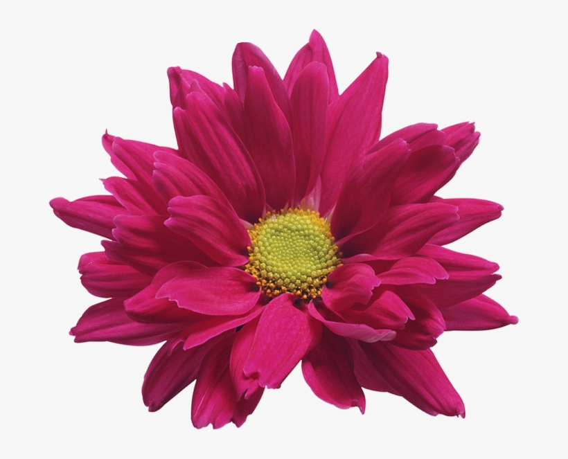 Clipart Royalty Free Stock Chrysanthemum Vector Single - My First Book Of French Words, transparent png