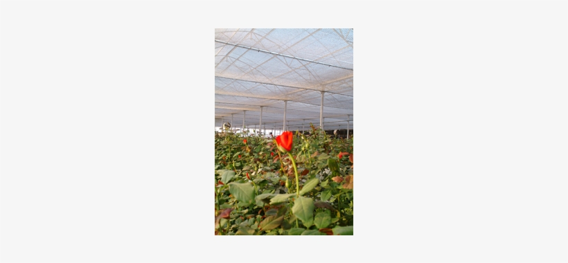 Single-flower - Zinnia, transparent png