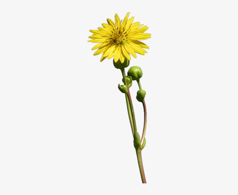 This Plant Has A Long, 2 To 5 Foot Stem With A Single - Single Stem Flower Png Transparent, transparent png