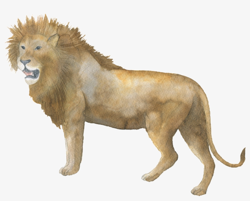 Brown Lion Watercolor Transparent Decorative Pattern - Jeeves & Co. Design Studio 10 Personalised Safari, transparent png