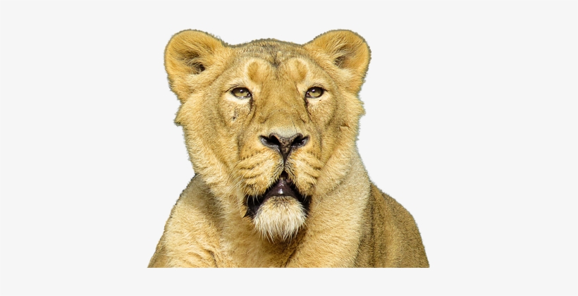 Isolated Animal Lion Cat Feline Carnivore - Lion Roar Transparent Backgrounds, transparent png