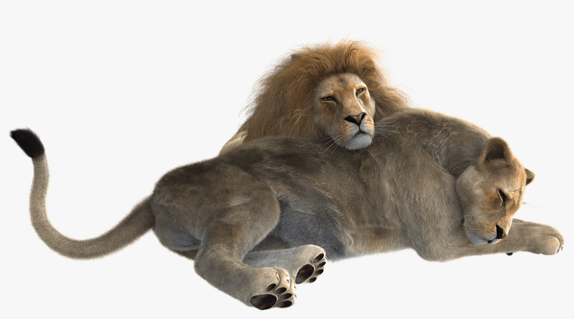 Lion Png Clipart - Female Lion Png, transparent png