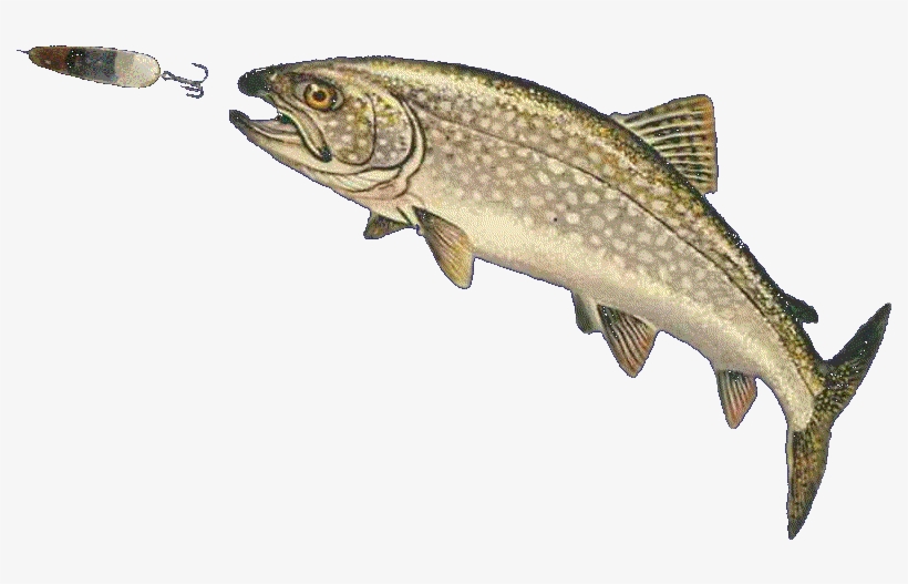 Elmer Hinckley Fishing Tackle - Trout Jumping Png, transparent png