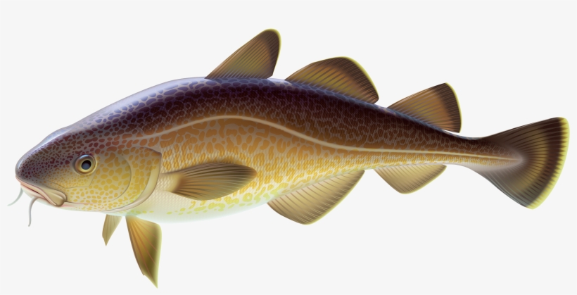 Carp Fish Png Clipart - Carp Clipart, transparent png
