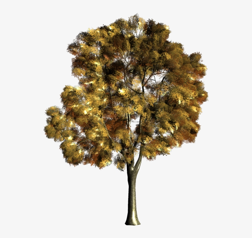 Arbre,png - Desenho Arvores Em Aquarela, transparent png