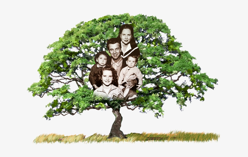 Currently, I've Enjoyed Working In A Variety Of Venues, - Oak Tree, transparent png