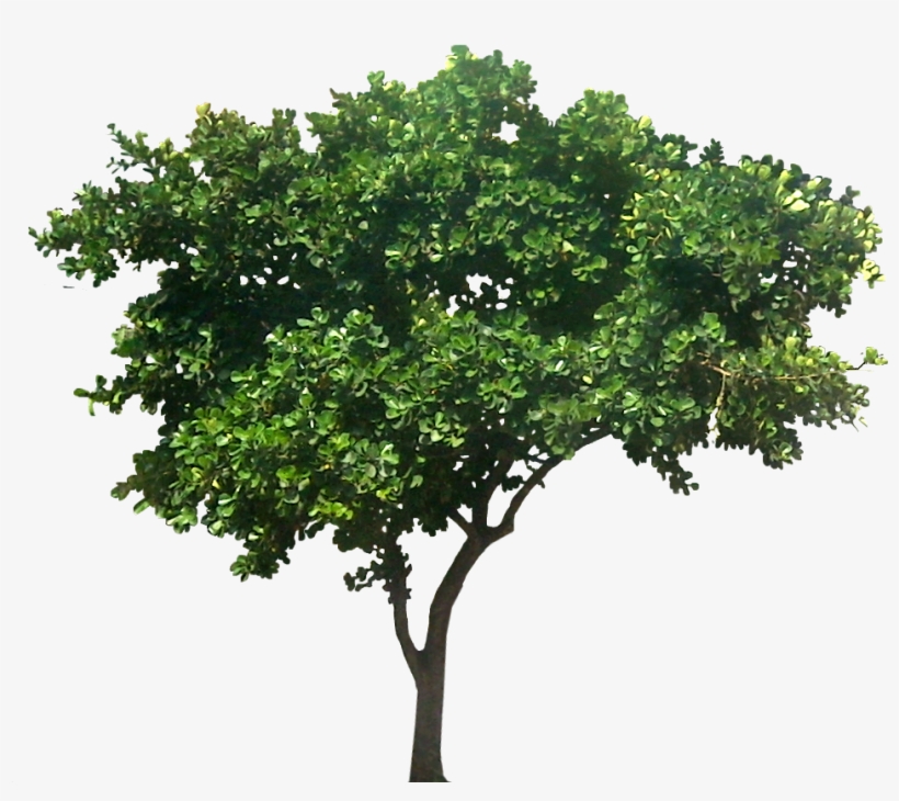 Ficustri01l Extended Family, My Family, Family Trees - Small Fig Tree, transparent png