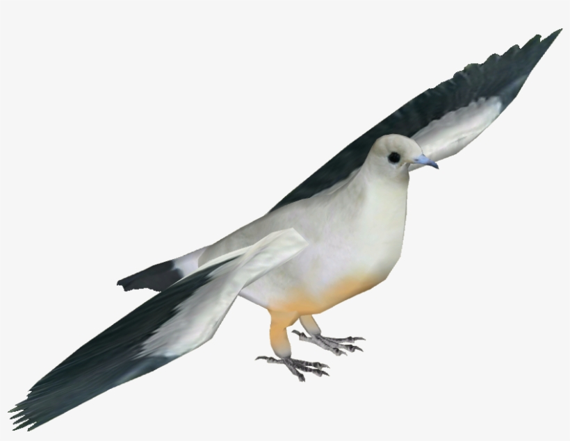 Pied Imperial Pigeon, transparent png