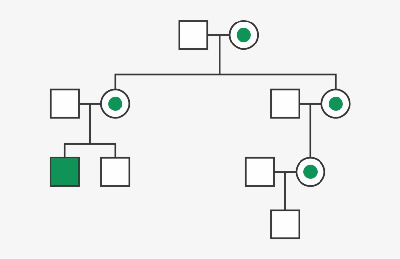 Pedigree Analysis Diagram - Diagram, transparent png