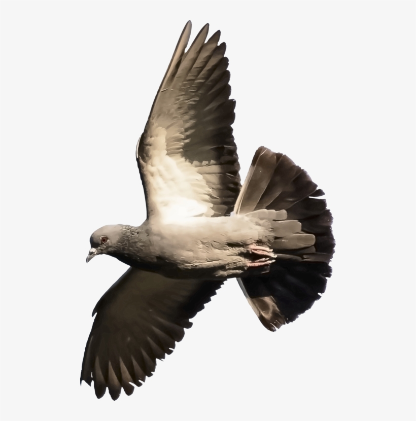 Homing Pigeon Columbidae Fantail Pigeon Indian Fantail - Fantail Pigeon, transparent png
