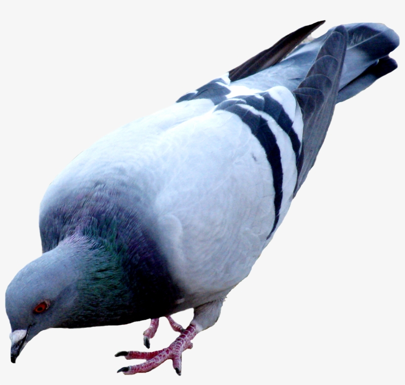 Pigeon Png Picture - Голубь Без Фона, transparent png
