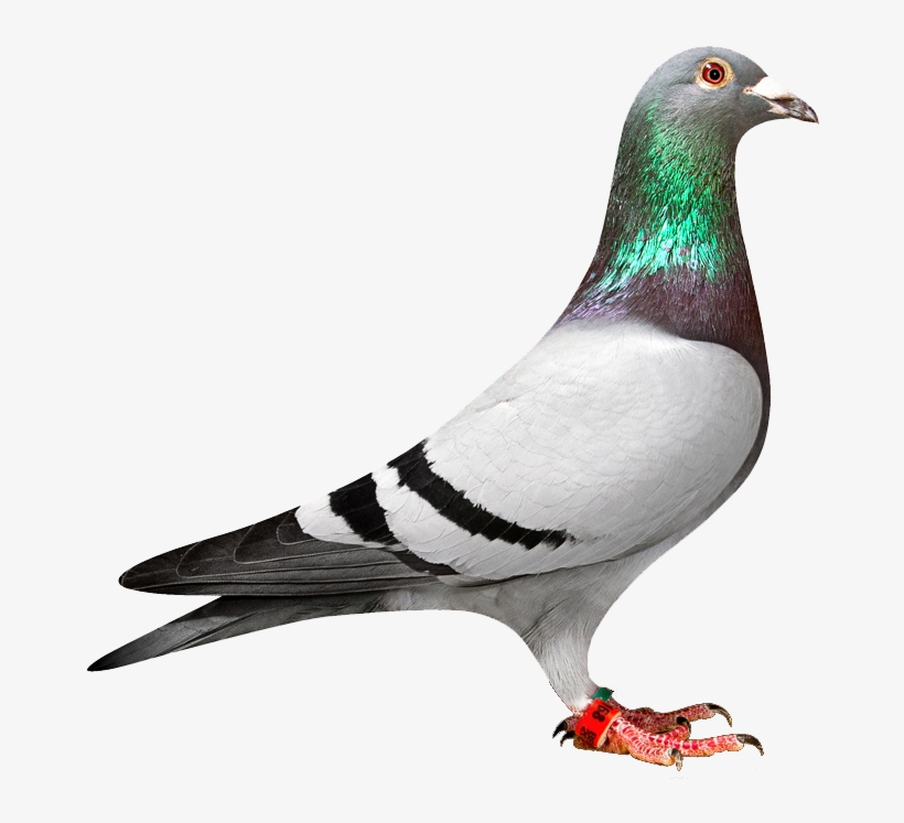 Pigeon Png, transparent png