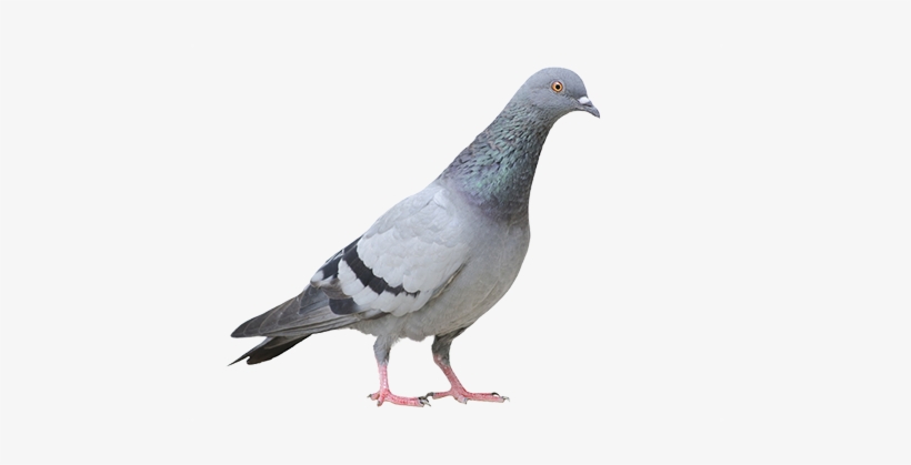 Pigeon Png Free Download - Pigeon Transparent, transparent png