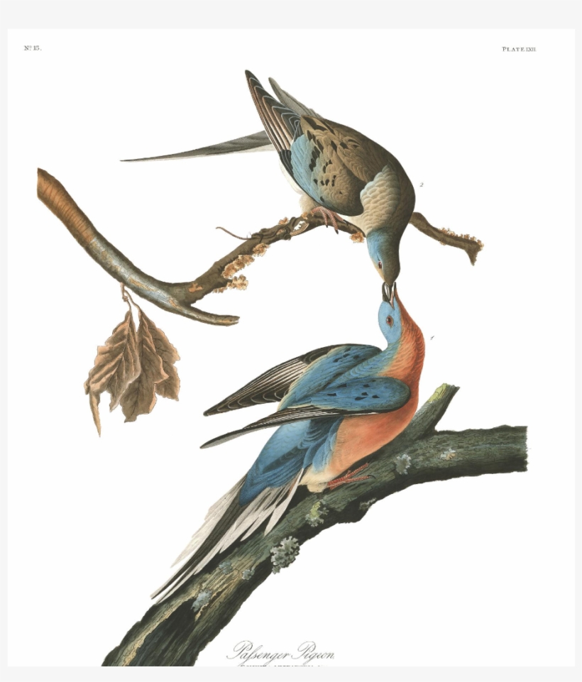 Passenger Pigeons Painted By John J - Audubon Passenger Pigeon, transparent png
