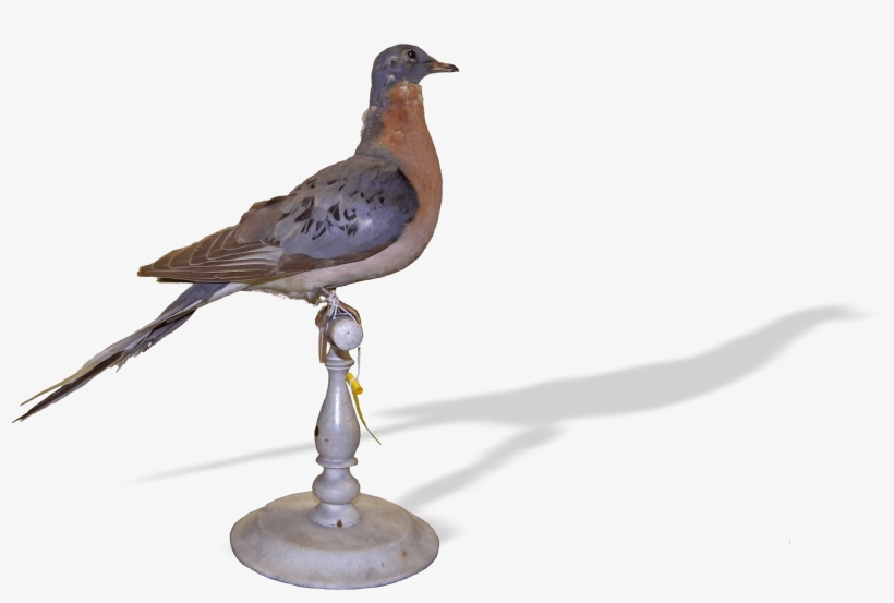 Passenger Pigeon - Stock Dove, transparent png