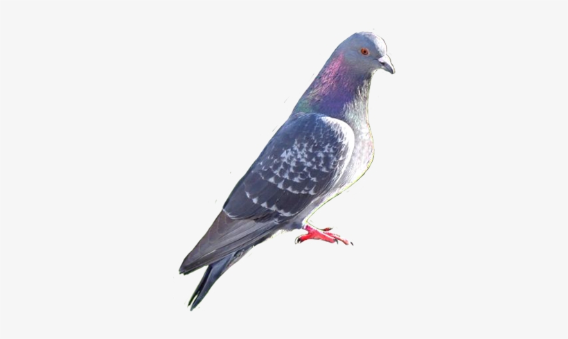 Pigeon Photo Clip Art - Attract Pigeons, transparent png