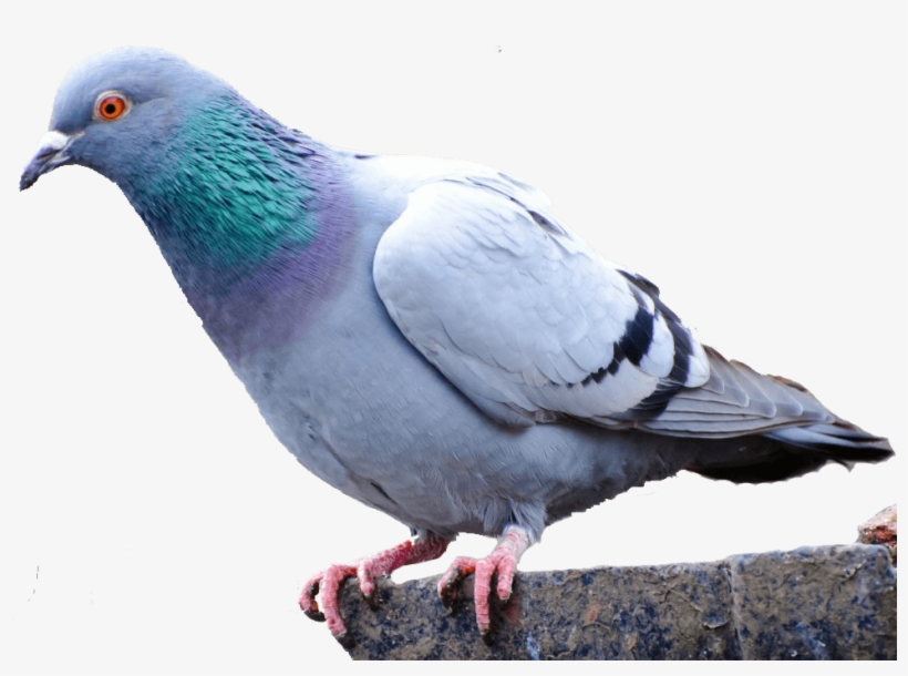 Pigeon Png Images Free Pictures - Clean Pigeon, transparent png
