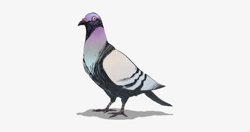 Pigeon - Stock Dove, transparent png