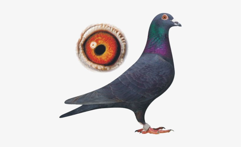 Colossal, Experience - Racing Homer Pigeon Png, transparent png