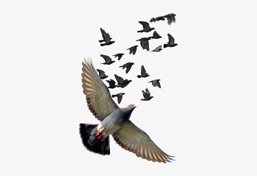 Yükle - Tó, Portugal, transparent png