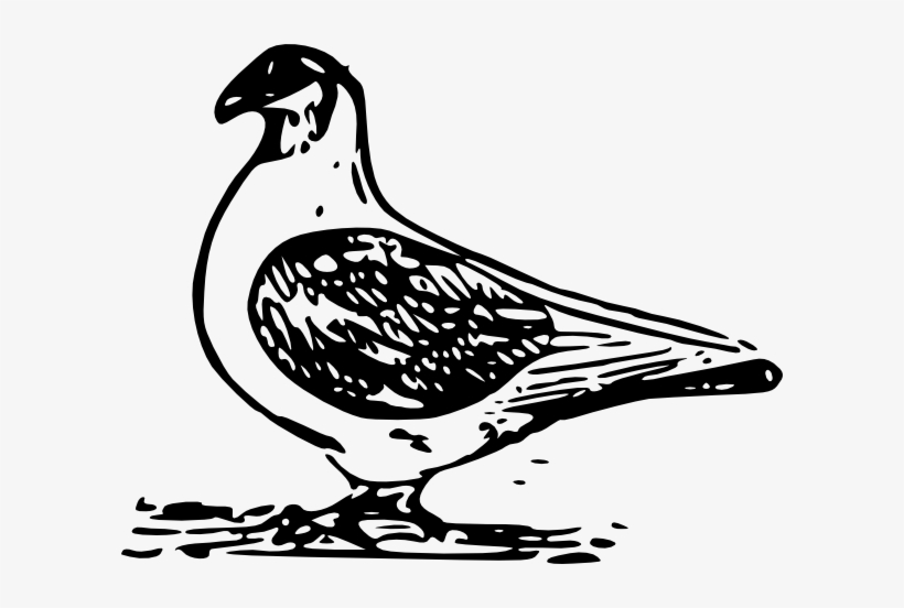 Pigeon Svg Clip Arts 600 X 472 Px, transparent png