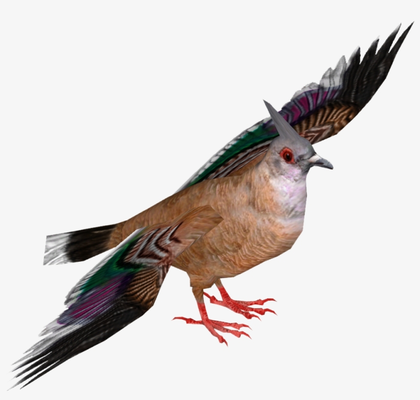 Crested Pigeon - Wiki, transparent png