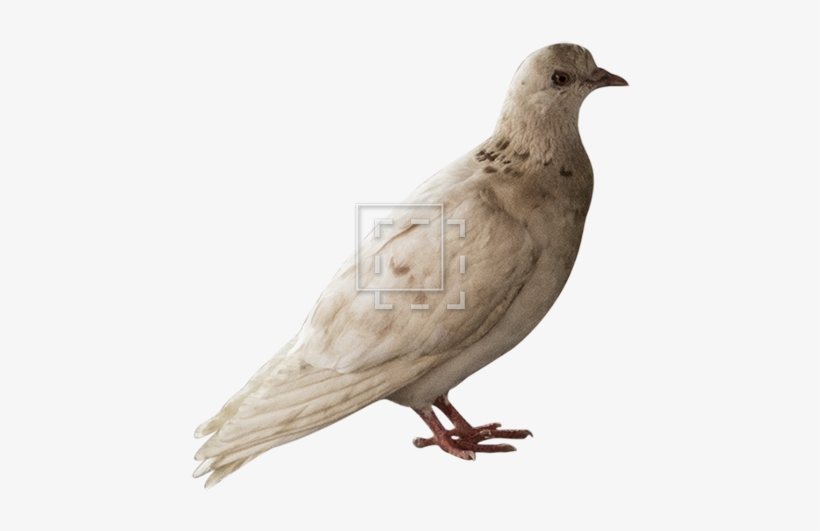 Pigeon - Northern Mockingbird, transparent png