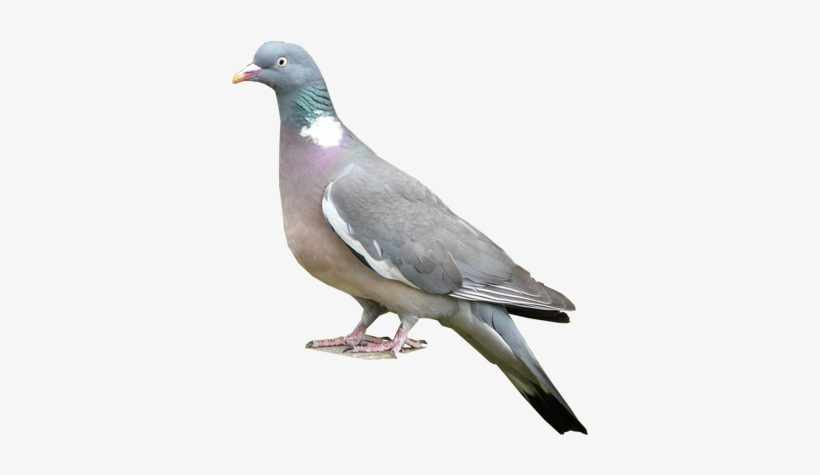 Common Woodpigeon - Stock Dove, transparent png