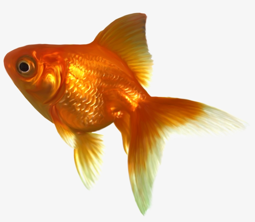 Gold Fish Clip Art, transparent png