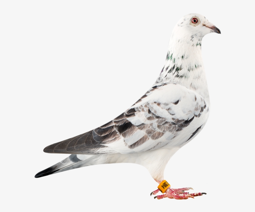 'lady Luck' Bred By Leekns Hermans From Their Super - Racing Pigeon Png, transparent png