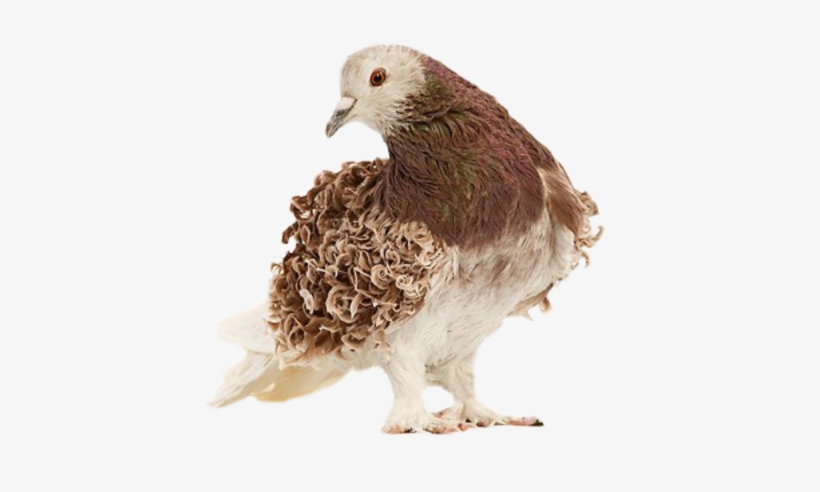 Learn About More Fancy Pigeon Breeds Click Here - Frillback Pigeons, transparent png