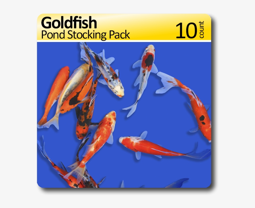 Goldfish Pond Stocking 10 Pack Free Shipping - Koi, transparent png