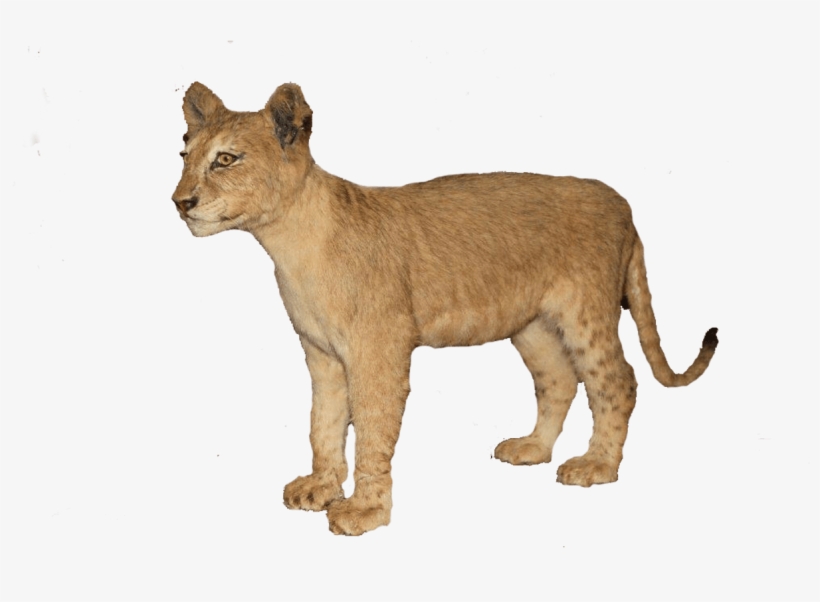 Clip Art Free Brown Full Mount Bl Pan African Art - Baby Lion Transparent, transparent png