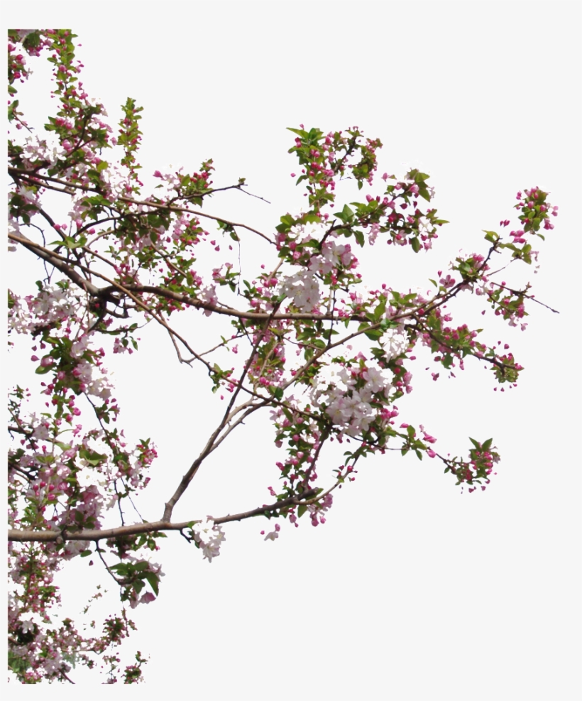 Beautiful High Definition Close Up Peach Tree Peach - Hausmodelle, transparent png