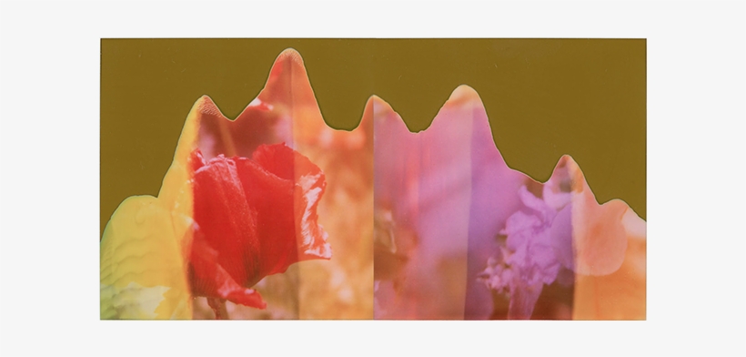 Red Poppy And Purple Iris,, transparent png