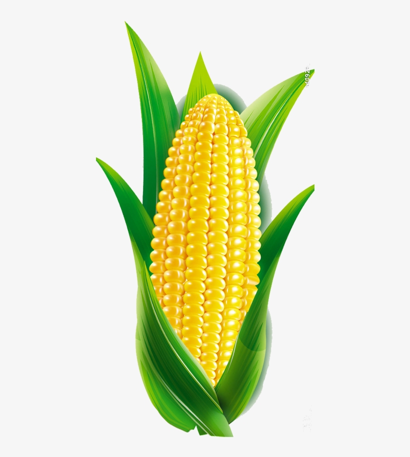 Maize Transprent Free Download - Maize Cartoon, transparent png