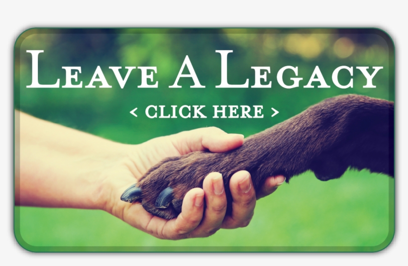 Create - Animal Companionship, transparent png