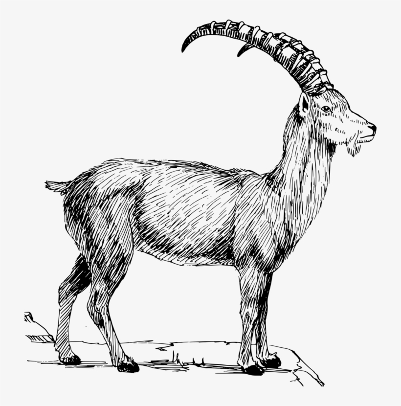 Alpine Goat Alpine Ibex Sheep Caprinae Mountain Goat - Wild Goat Clip Art, transparent png