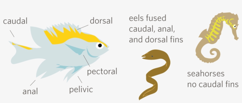 Each Fin Has Its Own Use - Cartoon, transparent png