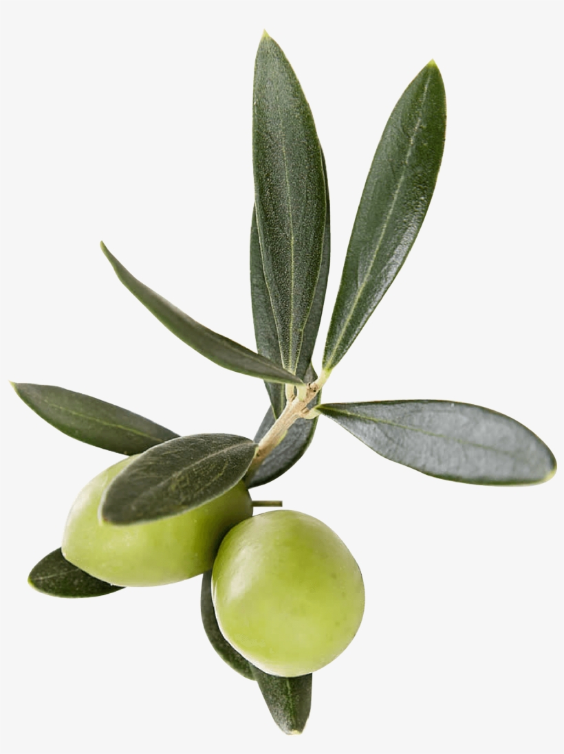 Finishing Touches - Transparent Olive Leaves Png, transparent png