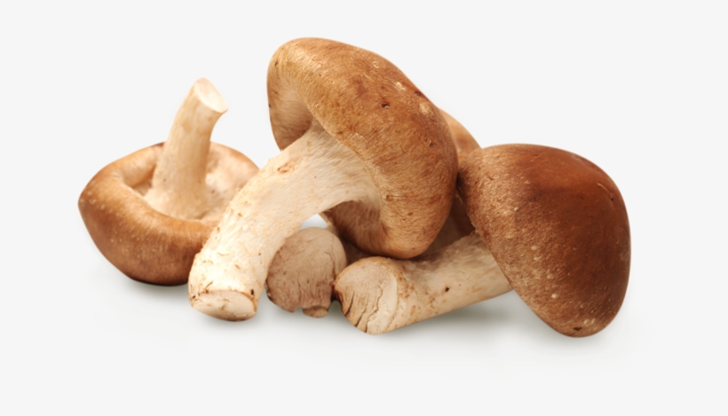 Shiitake Mushroom 01 - Shiitake Mushroom Png, transparent png