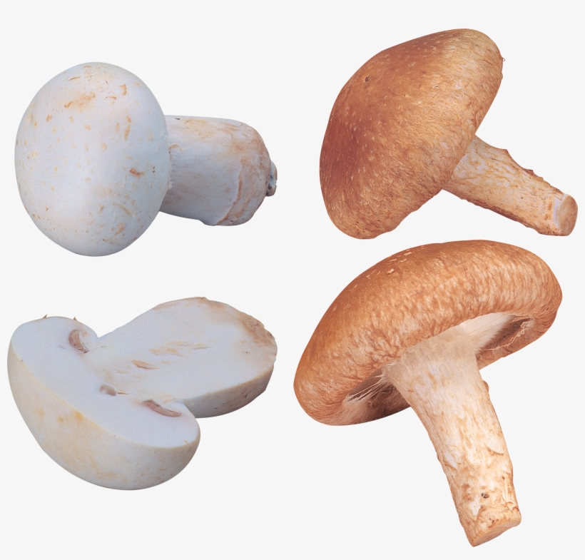 Shiitake Mushroom Png, transparent png