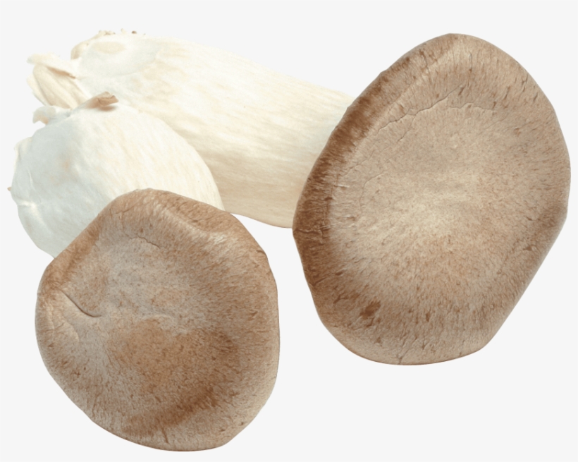 Best White Mushroom Png, transparent png