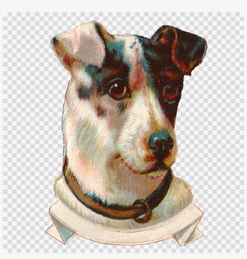 Terrier Clipart Smooth Fox Terrier Jack Russell Terrier - Terrier, transparent png