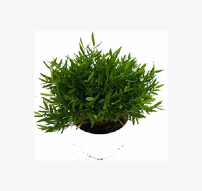 153304325873267956 Pogonatherum Paniceum Dwarf Bamboo - Baby Bamboo, transparent png