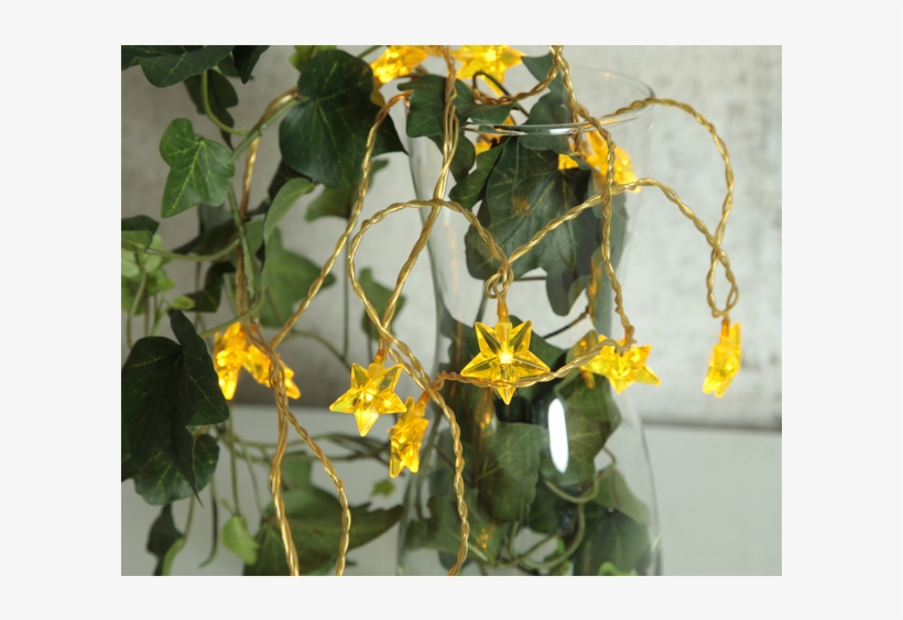 Light Chain Starz - Caesalpinia, transparent png